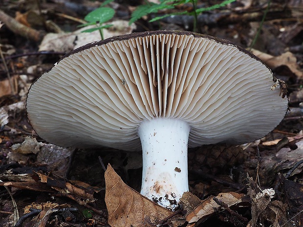 plávka černejúca Russula nigricans Fr.