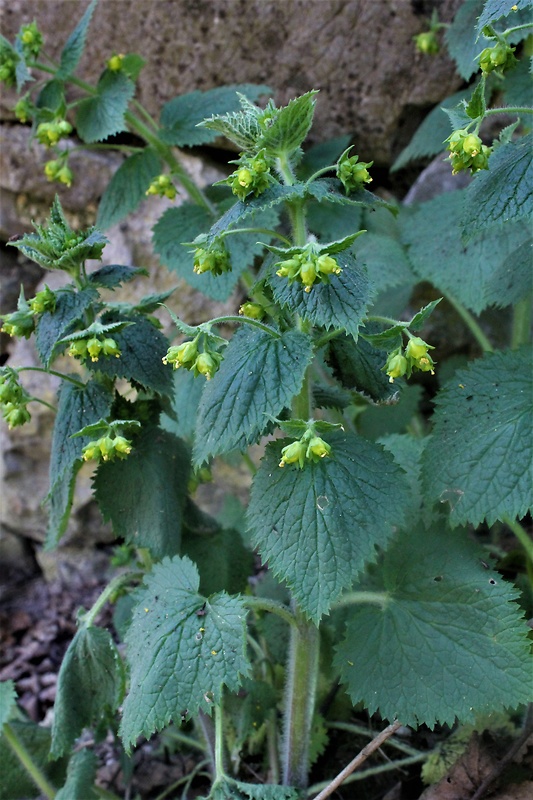 krtičník jarný Scrophularia vernalis L.