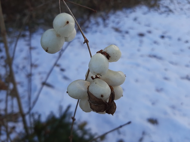 imelovník biely Symphoricarpos albus (L.) S. F. Blake