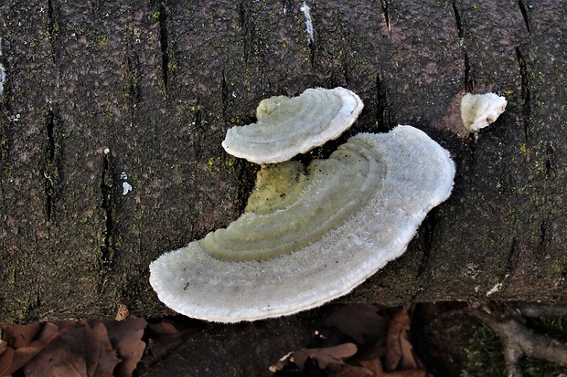 trúdnikovec chlpatý Trametes hirsuta (Wulfen) Lloyd