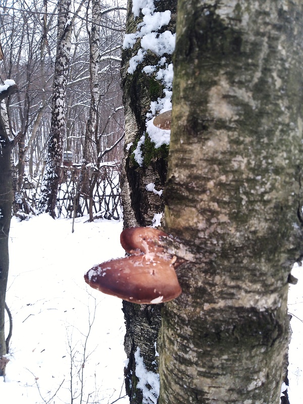 brezovník obyčajný Fomitopsis betulina (Bull.) B.K. Cui, M.L. Han & Y.C. Dai