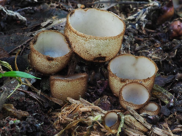 humária polguľovitá Humaria hemisphaerica (F.H. Wigg.) Fuckel