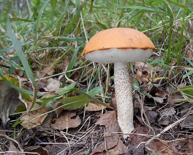 kozák osikový Leccinum albostipitatum den Bakker & Noordel.