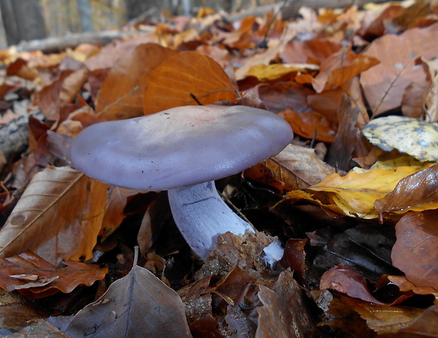 pôvabnica fialová Lepista nuda (Bull.) Cooke