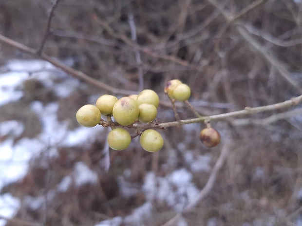 zob vtáčí Ligustrum vulgare L.