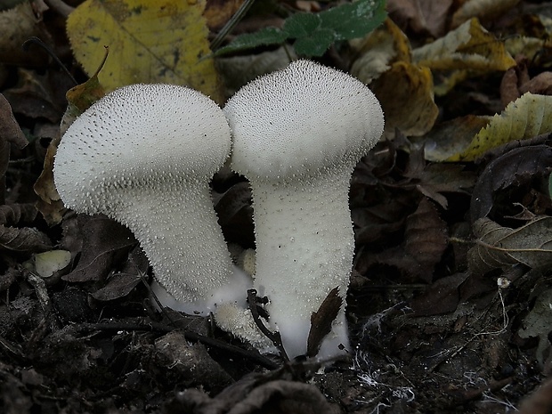 prášnica bradavičnatá Lycoperdon perlatum Pers.