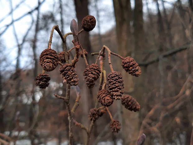 jelša lepkavá Alnus glutinosa (L.) Gaertn.