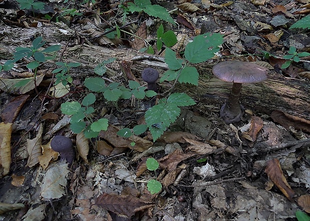 pavučinovec fialový Cortinarius violaceus (L.) Gray