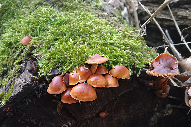 plamienka Flammulina sp.