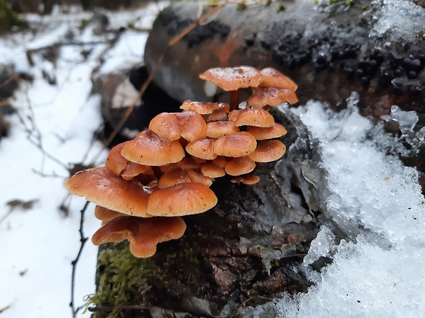 plamienka Flammulina sp.