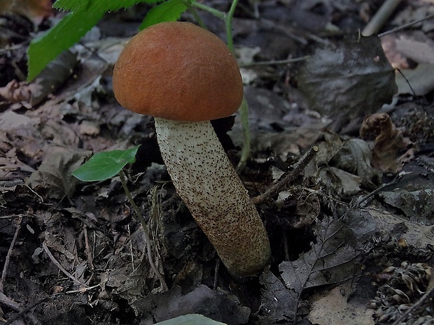 kozák dubový Leccinum aurantiacum (Bull.) Gray