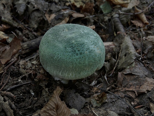 plávka zelenkastá Russula virescens (Schaeff.) Fr.