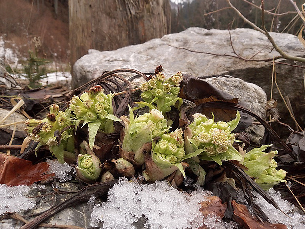 deväťsil biely Petasites albus (L.) P. Gaertn.