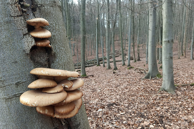 hliva ustricovitá Pleurotus ostreatus (Jacq.) P. Kumm.