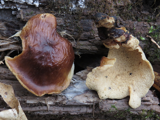 trúdnik tmavohlúbikový Royoporus badius (Pers.) A.B. De