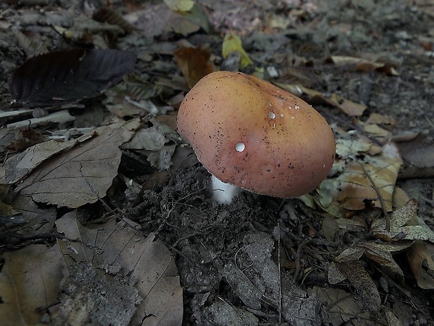 plávka Russula sp.