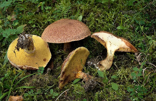 masliak duglaskový Suillus lakei (Murrill) A.H. Sm. & Thiers