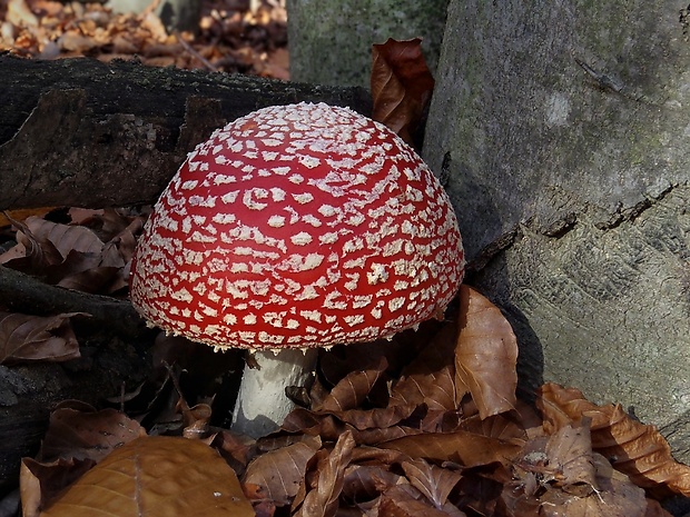 muchotrávka červená Amanita muscaria (L.) Lam.