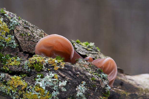 uchovec bazový Auricularia auricula-judae (Bull.) Quél.