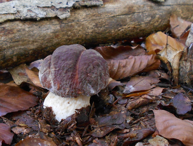 hríb sosnový Boletus pinophilus Pil. et Dermek in Pil.