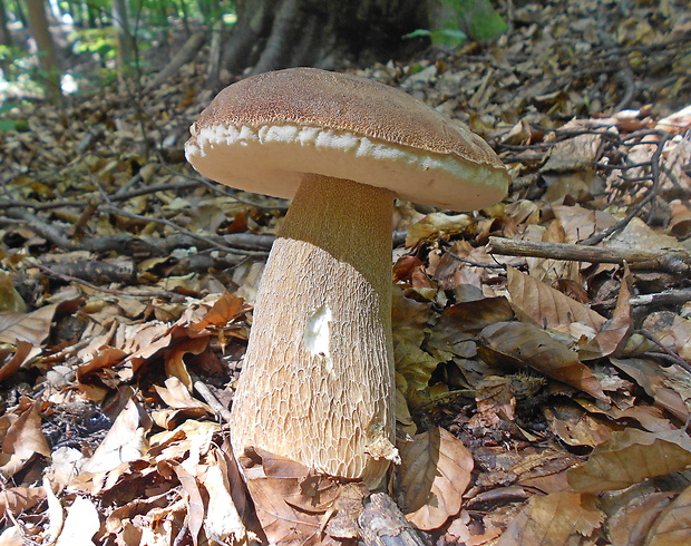 hríb dubový Boletus reticulatus Schaeff.