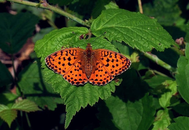 perlovec černicový (sk) / perleťovec ostružinový (cz) Brenthis daphne (Denis & Schiffermüller, 1775)