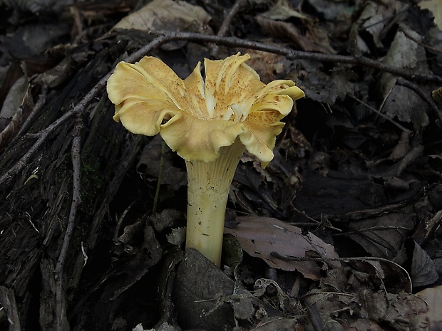 kuriatko jedlé Cantharellus cibarius Fr.