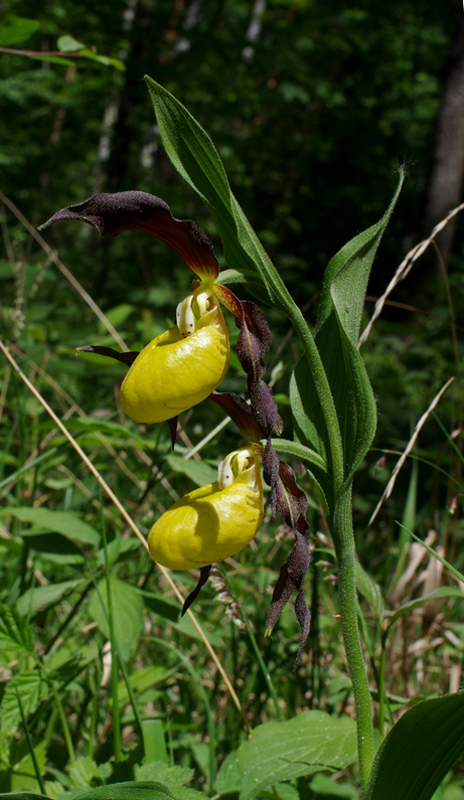 črievičník papučkový Cypripedium calceolus L.