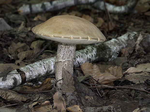 kozák topoľový Leccinum duriusculum (Schulzer ex Kalchbr.) Singer