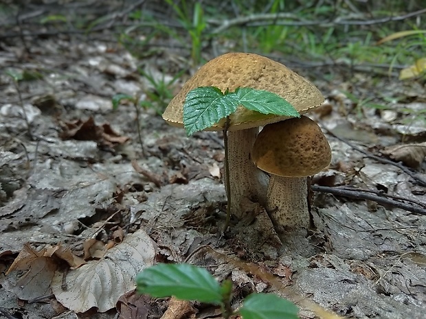 kozák hrabový Leccinum pseudoscabrum (Kallenb.) Šutara