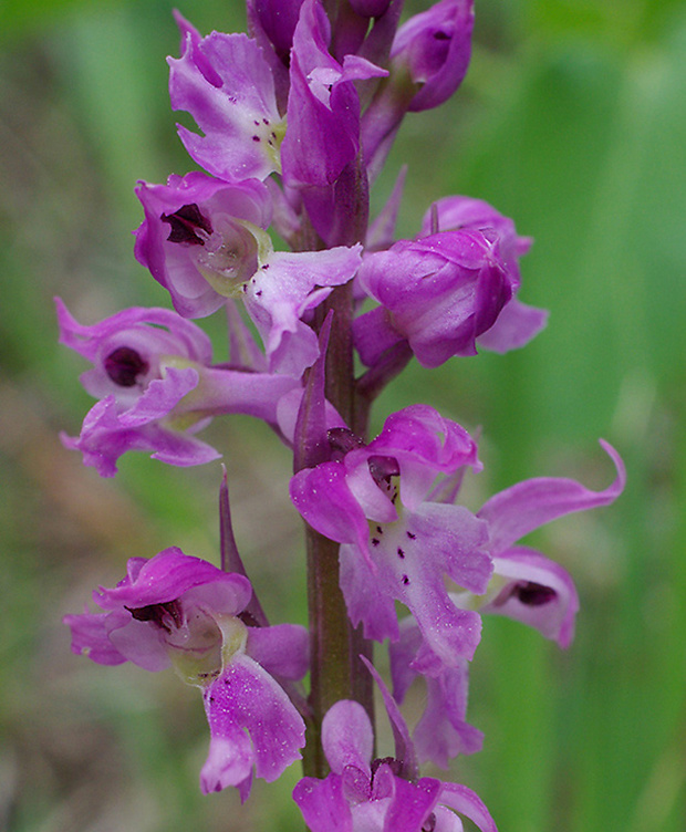 vstavač mužský poznačený Orchis mascula subsp. signifera (Vest) Soó