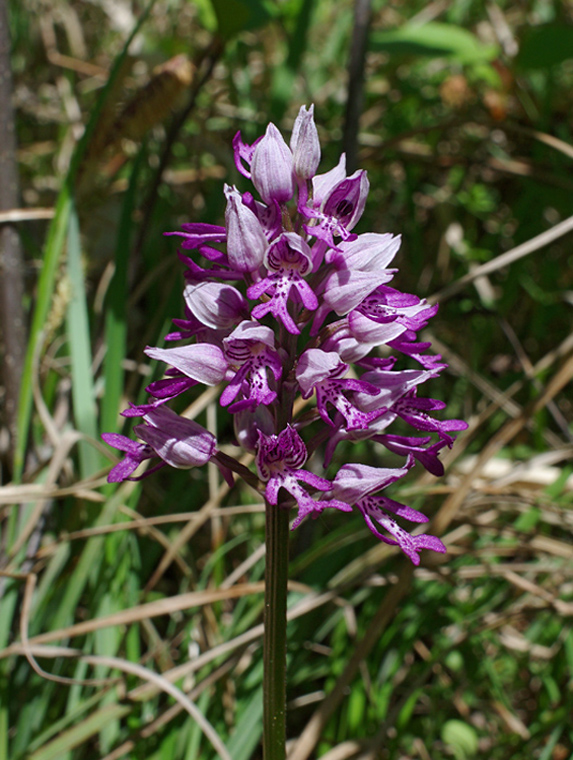 vstavač vojenský Orchis militaris L.