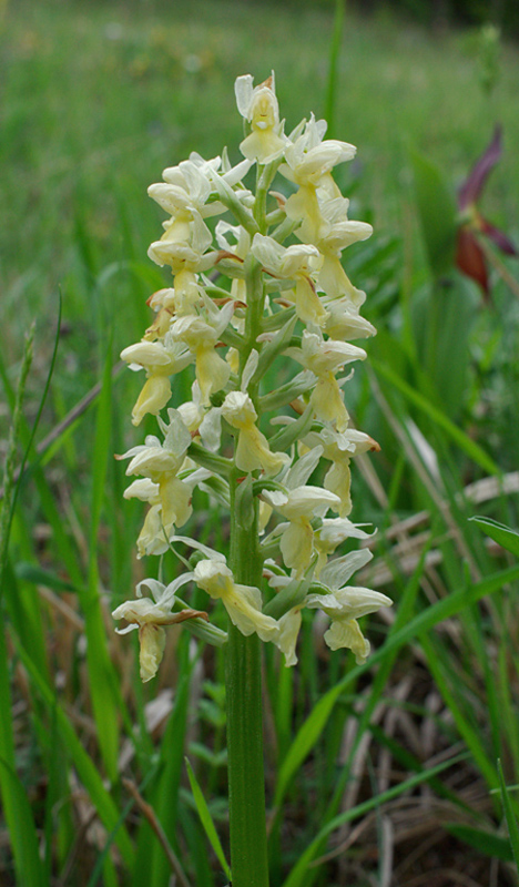 vstavač bledý Orchis pallens L.