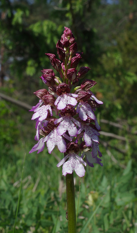 vstavač purpurový Orchis purpurea Huds.