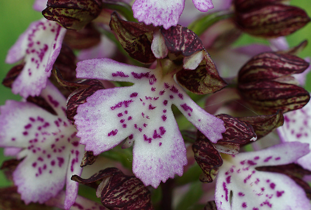 vstavač purpurový Orchis purpurea Huds.