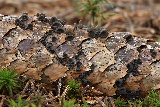 jahňadka smreková Rutstroemia bulgarioides (P. Karst.) P. Karst.