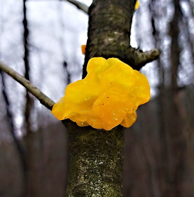 rôsolovka zlatožltá Tremella mesenterica Retz.