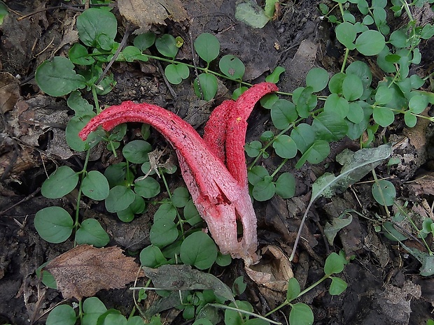 mrežovka kvetovitá Clathrus archeri (Berk.) Dring