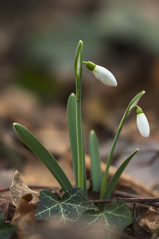 snežienka jarná Galanthus nivalis L.