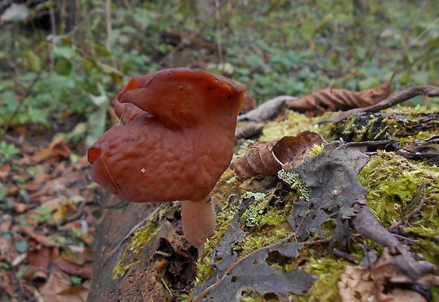 ušiak mitrovitý Gyromitra infula (Schaeff.) Quél.