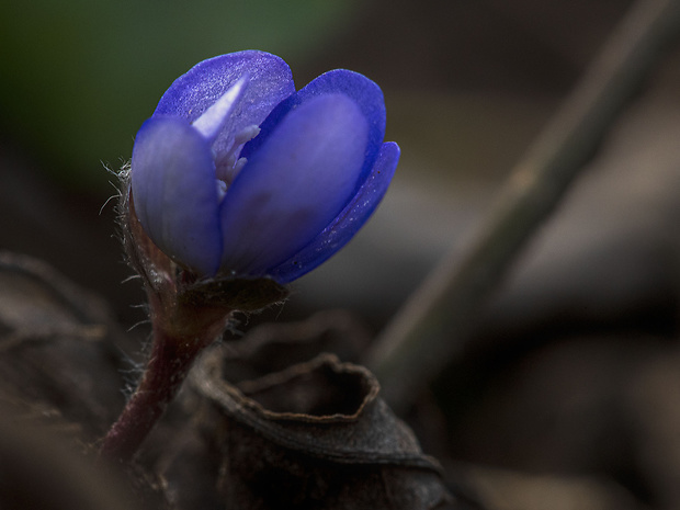 pečeňovník trojlaločný Hepatica nobilis Schreb.