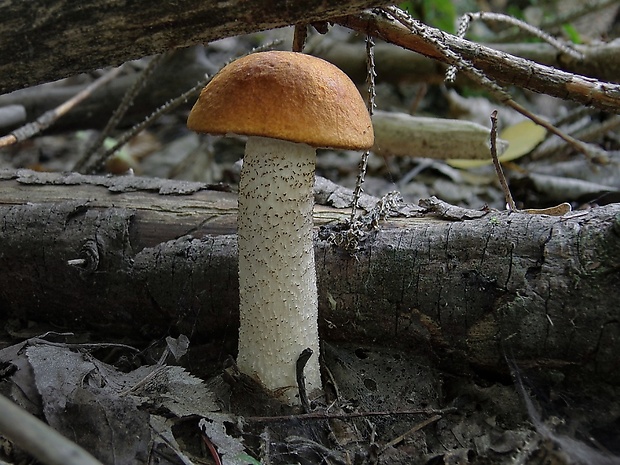 kozák osikový Leccinum albostipitatum den Bakker & Noordel.