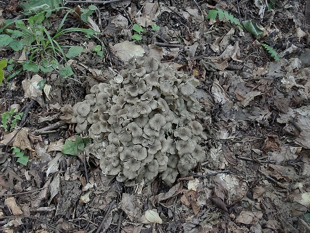 trúdnik klobúčkatý Polyporus umbellatus (Pers.) Fr.