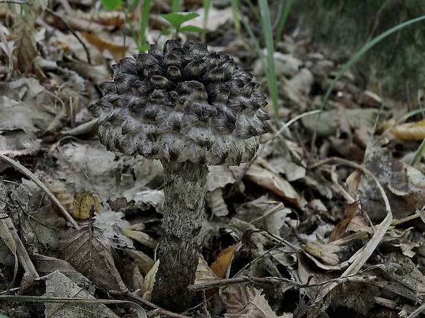 šiškovec šupinatý Strobilomyces strobilaceus (Scop.) Berk.