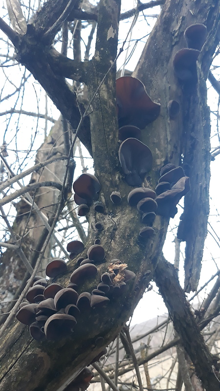 uchovec bazový Auricularia auricula-judae (Bull.) Quél.