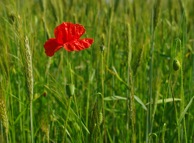 mak vlčí Papaver rhoeas L.