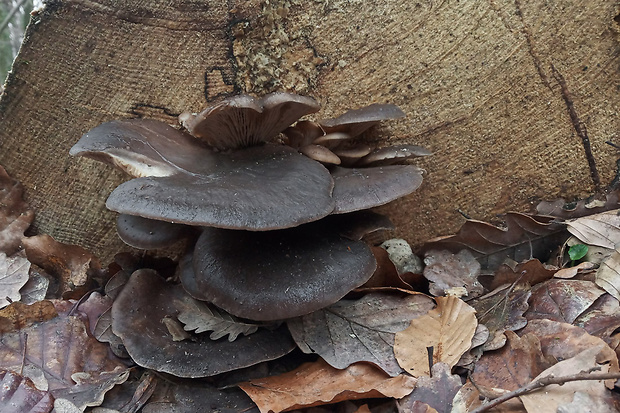 hliva ustricovitá Pleurotus ostreatus (Jacq.) P. Kumm.