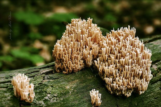 korunovec svietnikovitý Artomyces pyxidatus (Pers.) Jülich