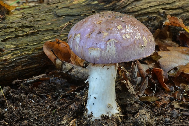 pavučinovec Cortinarius sp.