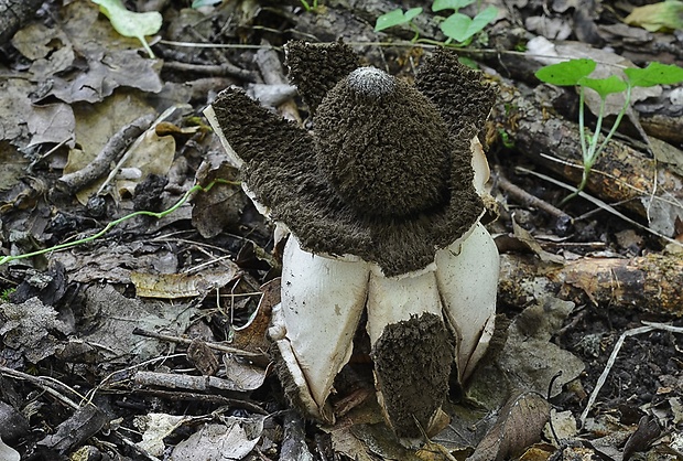 hviezdovka vlasatá Geastrum melanocephalum (Czern.) V.J. Staněk